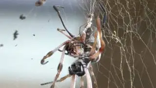 Golden Orb Spiders mating 12500