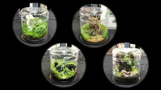 The Art of the Planted Aquarium 2025 - Wabi-Kusa 16-20