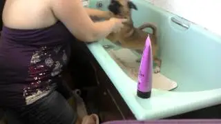 Oscar the puggle having his bath