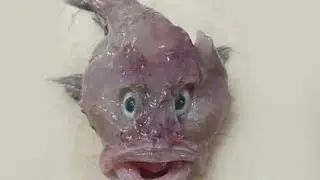 Rare baby 'ghost shark' discovered in New Zealand delights scientists;trending video