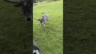 The most interesting zebu in the world #zebu #cows #cowlife #moo #farmlife