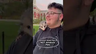 Opossum Street Facts
