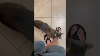 My Cat Begs to Play Fetch Like a Dog 😭