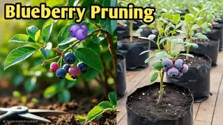 Blueberry 🫐 Pruning MasterClass For Hot n Cold Climate Zones ll #Blueberry_plant_pruning