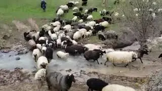 HAMSİN  KOYUNU ISLIKLA TOPLANMASI