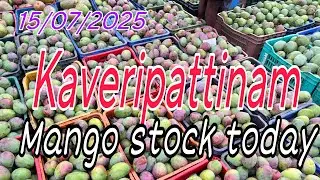 Krishnagiri Kaveripattinam 🥭|Mango market| Varaties stock full details #mango #mangoseason