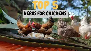 Top 5 Herbs to Treat Chicken Diseases Naturally