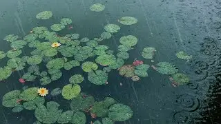 《荷塘雨聲SPA｜8D療癒雨聲》Lotus Rain SPA: 8D Healing，深度睡眠&middot;ASMR｜PTSD舒緩&middot;專注，Deep Sleep & ASMR｜PTSD Relief & Focus