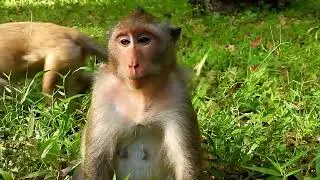 Mother Karita, Amazing video mom Karita he catches a green locust and eats