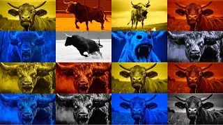 ZOMBIE BULLS. MEGA BATTLE. EXE 4 COLORS 4 MUSIC