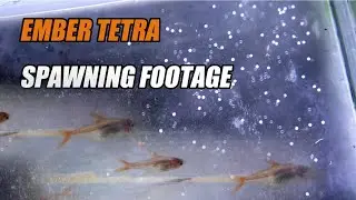 Ember Tetra Breeding: Attempt to catch ember tetras spawning.