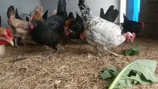 Hens Farming ❤️#hen #eggs #organic #poultry#farm #farming #pakistan #youtube #viral#short