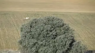 GALGOS EN CAMPO ZAMORA 28/01/2018
