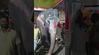Srirangam Temple Elephant Lakshmi