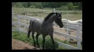 Blue Roan - HZ Black Missouri Fox Trotter Stallion