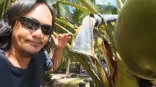 HOW TO MAKE TUBA ... Preparing new Flower bunch for tapping