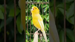 canary yellow bird sound #canary #tier #canarysinging #vogel #bird #kanarie #kanarienvogel #diere
