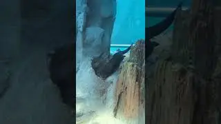 River Otter #river #otter #swimming #aquarium #aquatic #adventure #fun #wildlife #cute #animals #stl