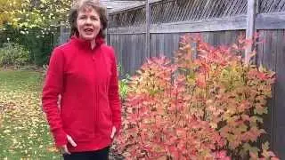Hip Protectors for Osteoporosis