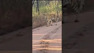 Panna Tiger Reserve jungle safari Madla Gate