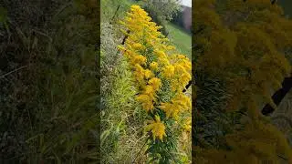Bees on Goldenrod