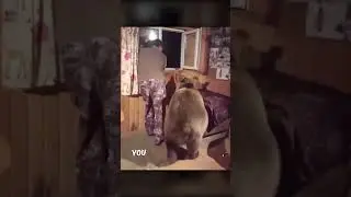 Этот медведь гризли каждый день навещает дом мужчины! 🐻