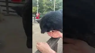 УГОВАРИВАЕМ БИНТУРОНГА БИНТУ #Shorts #животные  #animals #Super #wild #wildanimals
