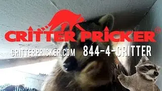 Raccoon safely removing baby's because of The Critter Pricker