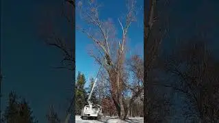 Trimming Our Huge American Willow Tree in Our Own Backyard