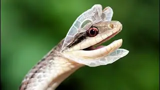 Почему змеи сбрасывают кожу 🐍