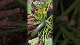 The secrets of growing healthy vegetables  in your garden