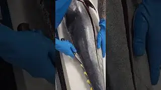 tuna fish cutting skills in Japanese #tunacuttingskills #fishcutting_videos #fishcutting #xfish