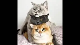 #cat #totem