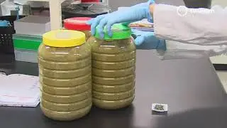 ¿QUÉ PLANTAS PODRÍAN AYUDAR A CONTROLAR LA DIABETES?