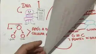 Trabalho de gen&eacute;tica, Replica&ccedil;&atilde;o do DNA.
