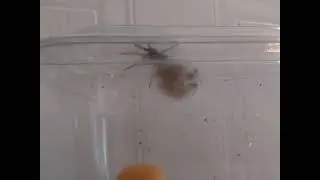 Parson Spider Egg Hatching Time-Lapse 🕷️🐣