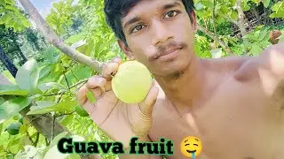 Guava fruit 🤤