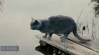 The Top 19 Asian Cat Breeds