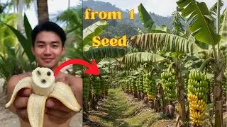 How to Grow Banana Trees from Seed: Step-by-Step Guide