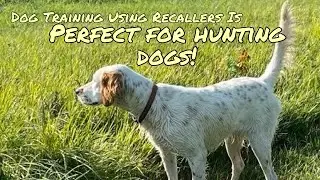 Dog Training Using Recallers Is Perfect For Hunting Dogs!