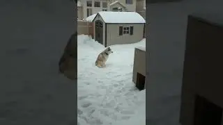 Husky argues to not come inside. Wants to stay in the snow