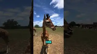 Nature's Handy Tool: The Giraffe's Incredible Tongue 🦒🌞  #shorts