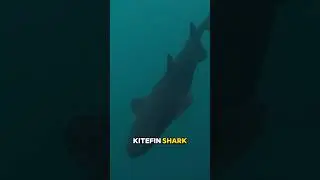 Deep Sea Glow in the Dark Shark You&rsquo;ve Never Heard Of
