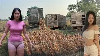 The most unique and fascinating sight: a flock of ducks roaming the fields.