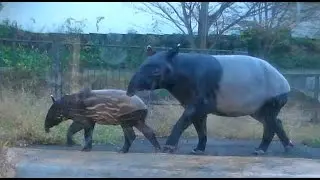 多摩：マレーバクの親子Malayan tapir　mother and child