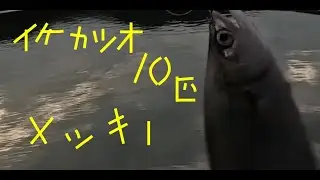 イケカツオ10匹　メッキ1匹　沖縄釣り