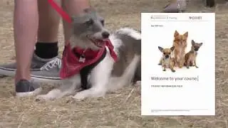 CIDBT 5011 Dog Breed Specific Behaviour