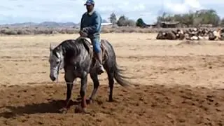 Pars Gray Badger - Grey Quarter Horse Stallion