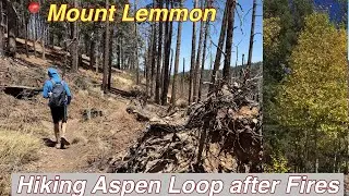 Aspen Loop Hike on Mount Lemmon -Post Arizona Wildfires #hiking