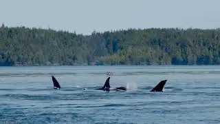 G17&lsquo;s in 2024 ( Johnstone Strait )